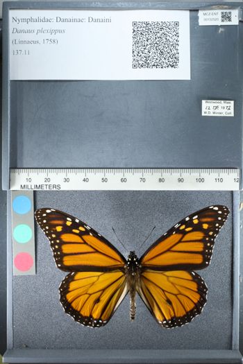 Media type: image;   Entomology 152520